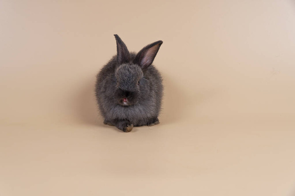 Adorable baby rabbit bunny looking at something while sitting over isolated pastel background with copy space. Cuddly furry rabbit black bunny playful on yellow. Easter holiday animal pet concept. - Photo, image