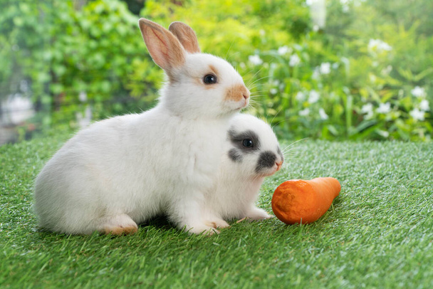 Two adorable baby rabbit bunny eating fresh orange carrot sitting together on green grass over bokeh nature background. Little rabbit furry bunny eat fresh carrot. Easter animals family bunny concept. - Foto, Imagen
