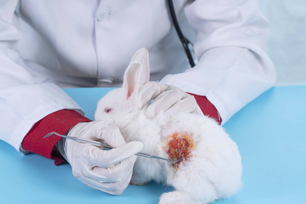 Patient rabbit white bunny with vet hand check body.Veterinary woman wear uniform, gloves stethoscope treatment wound sick white rabbit bunny on table in clinic.Veterinarian health care animal concept - Foto, Imagem