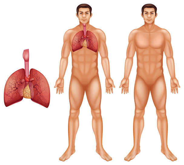 人間の呼吸システム - ベクター画像