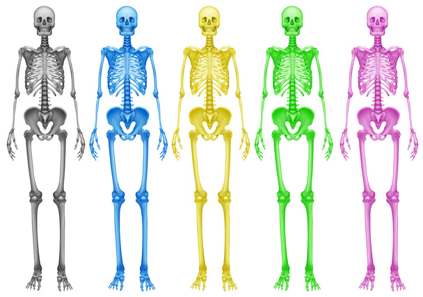 Coloured skeletons - Vector, Image