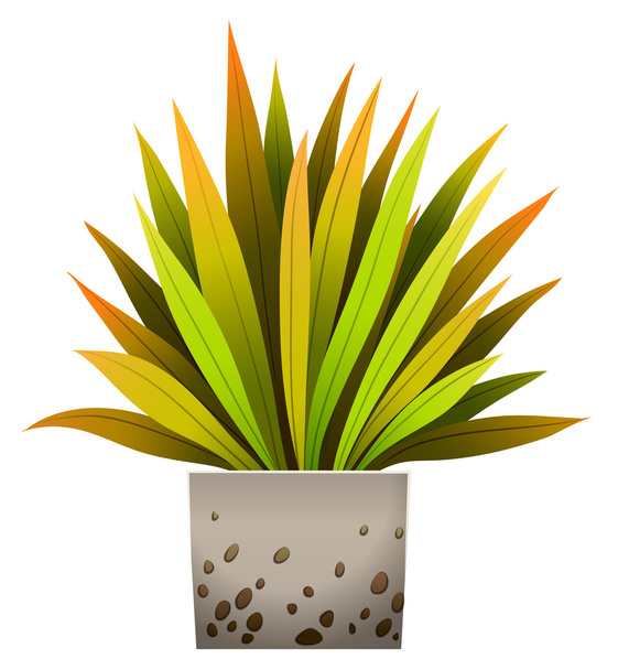 A decorative plant - Vector, Image