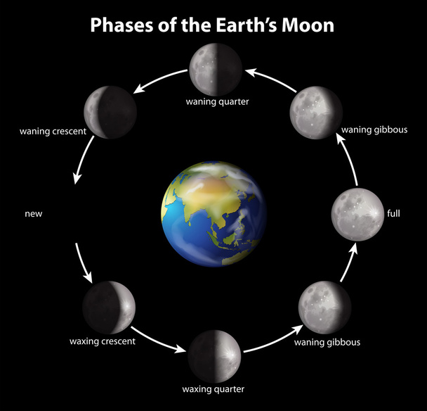 Fases de la Luna de la Tierra
 - Vector, Imagen