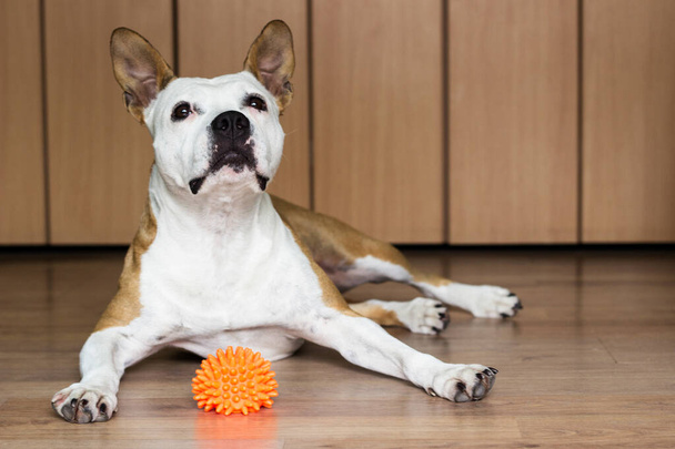 Cão brincando com um brinquedo, em casa - Foto, Imagem