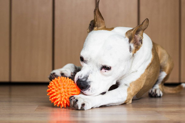 Kutya játszik egy játékkal, otthon - Fotó, kép
