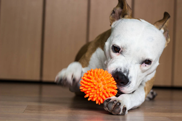 Kutya játszik egy játékkal, otthon - Fotó, kép
