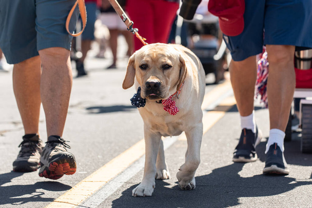 Parada wakacyjna 4 lipca w małym miasteczku jest idealnym miejscem na spacer ze złotym psem Labrador na środku ulicy. - Zdjęcie, obraz