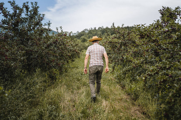 vista posterior de adulto hombre mayor agricultor trabajador masculino en huerto de cerezo copia espacio - Foto, Imagen