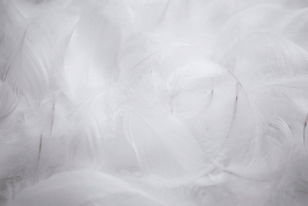 White Fluffly Feathers Texture Background - Foto, Bild
