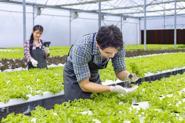 Asian local farmer growing their own green oak salad lettuce in the greenhouse using hydroponics water system organic approach for family small business and picking some for sale - Foto, Imagem