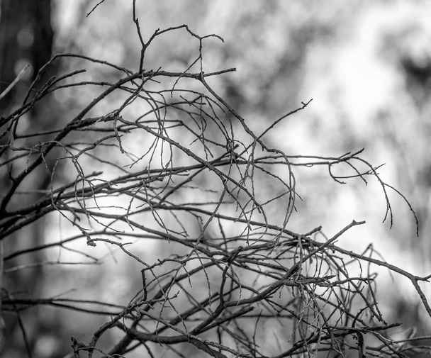 A tangle of dead twigs against a light blurred background. - Foto, Imagem
