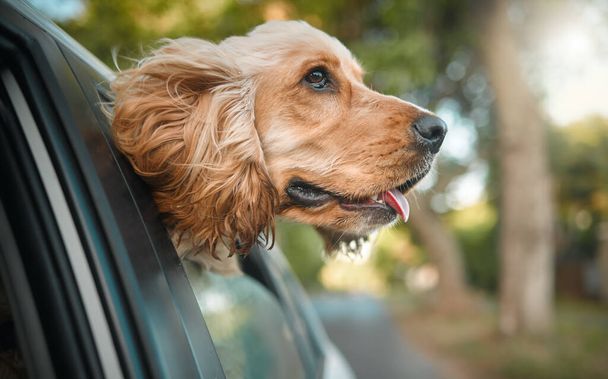 Cropped shot of an adorable little Cocker Spaniel puppy sticking his head out of a car window. - Фото, зображення