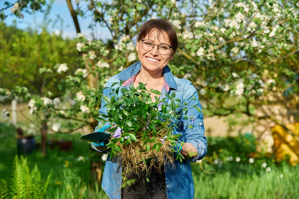 Beautiful smiling middle aged woman with rooted Periwinkle Vinca minor plant looking at camera in garden. Female planting dividing transplanting bush. Nature spring season, gardening, leisure work - Fotó, kép