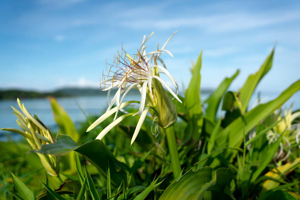 Okinawa,Japan - July 4, 2022: Crinum asiaticum on the seaside of Ishigaki island - Photo, Image