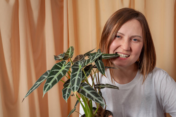 Florist woman bites a leaf of Alocasia Bambinoarrow plant on a fabric curtains background. - Photo, image
