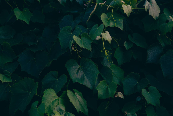 濃い緑色の葉、緑の葉の背景. - 写真・画像