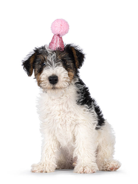 Sweet Fox Terrier dog pup, sitting sitting and wearing pink glitter birthday hat. Looking straight towards camera. Isolated on a white background. - Фото, изображение