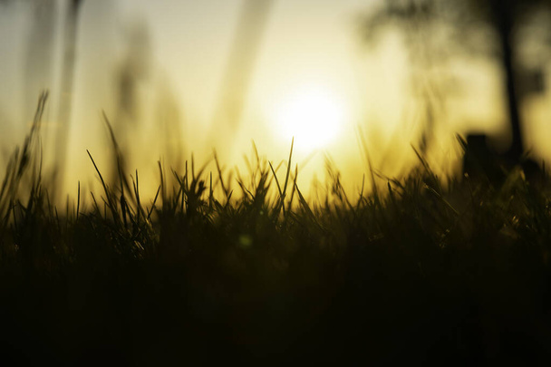 Silhouette of defocused grasses at sunset. Nature or environment background photo. - Foto, immagini