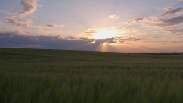 Clouds behind which the morning sun rises over a field of barley and wheat. Reaching ears of grain. Agriculture. Time lapse. - 映像、動画