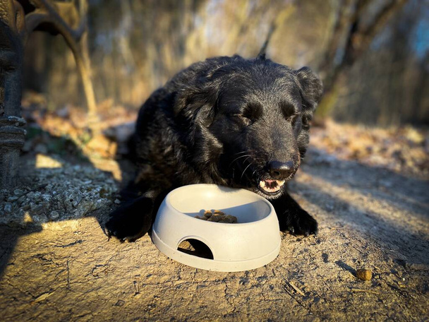 Черная собака лежит на земле и ест из чаши. - Фото, изображение