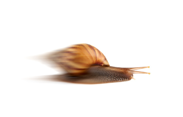 Garden snail isolated on white background. - Φωτογραφία, εικόνα