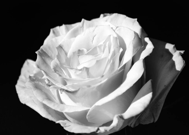gyönyörű, egyszerű fekete-fehér rózsa virág, közelkép a virág egy sötét háttér, fekete-fehér fotózás - Fotó, kép