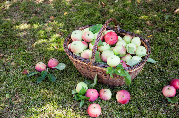 Basket full of freshly harvested apples standing on grass - 写真・画像