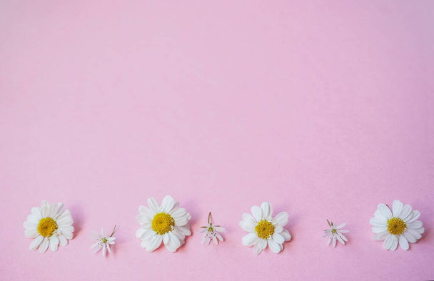 Field flowers on a pink background. Chamomile flowers with copy space. Concept of women's holidays, wedding - Foto, imagen