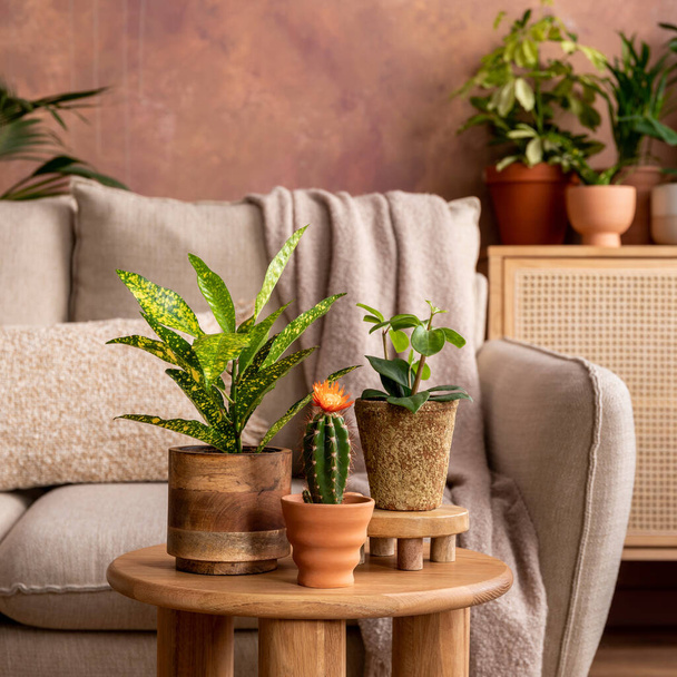 Stylish composition of creative spacious living room interior with plants, sofa, coffee table, rattan chest of drawers and stylish accessories. Botanical space of a cozy room. Brown walls. Template.  - Valokuva, kuva