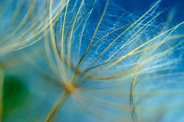 close-up of dandelion seeds on blurred background, airy and fluffy wallpaper, fluff fragments, dandelion fluff wallpaper, macro, abstraction - Fotografie, Obrázek