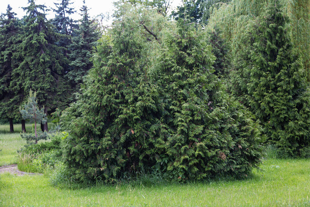 Western thuja trees are emerald green, evergreen trees, in a city park. landscape design concept - Photo, Image