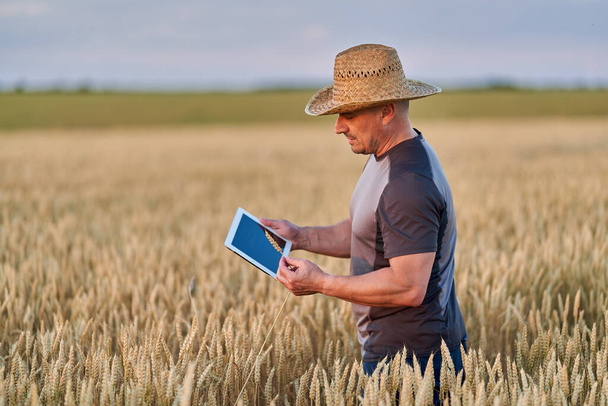 Farmer with a tablet checking the state of his wheat culture - Фото, изображение
