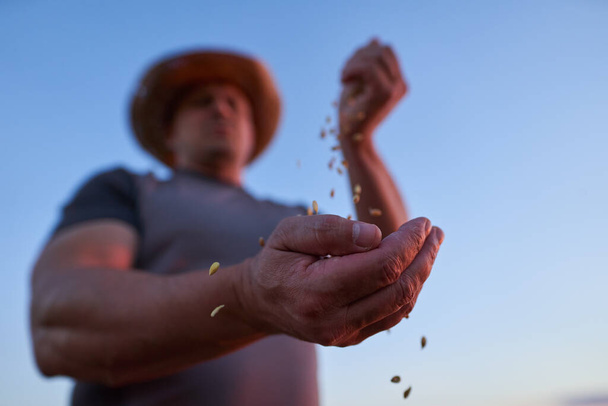 Farmer checking the quality of the wheat grain - Fotografie, Obrázek