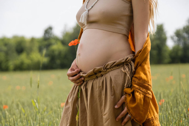 Cropped view of pregnant woman holding poppy flower in blurred field  - Foto, imagen