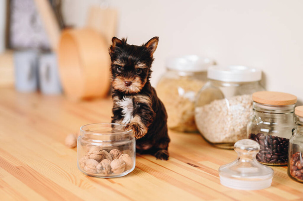 Small Puppy with Serious Look. Brown Black Yorkshire Terrier on Wooden Kitchen Table. Puppy Put His Paw on Glass Jar with Nuts. - Foto, immagini