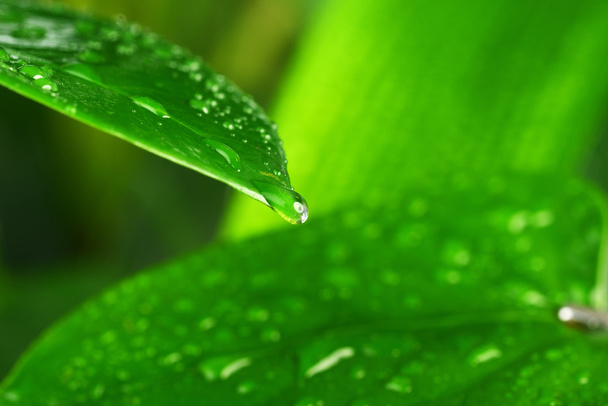  green plant leaf - Фото, зображення