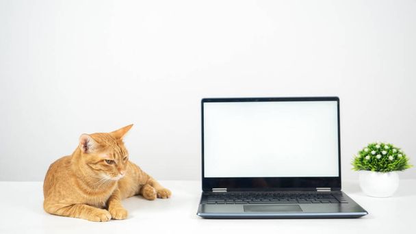 Lindo gato tendido en la mesa con pantalla blanca portátil - Foto, imagen