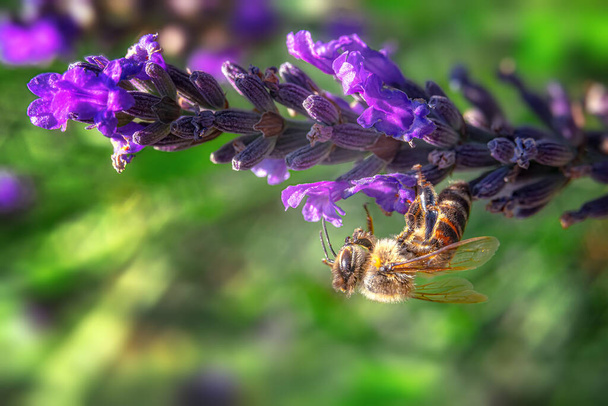 Close-up of a bee upside down pollinating a Lavandula angustifolia lavender flower against blurred bokeh background - Foto, Bild