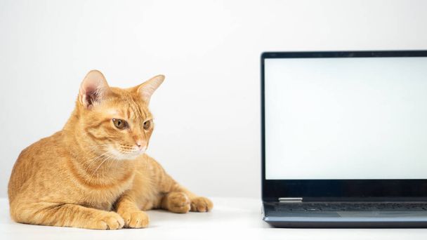 Крупним планом кіт лежить на столі з ноутбуком білий екран
 - Фото, зображення