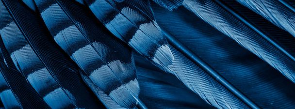 Mavi ve siyah kuş tüyleri. arkaplan veya doku - Fotoğraf, Görsel