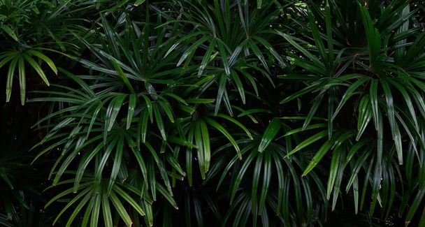 trooppiset lehdet, abstrakti vihreät lehdet rakenne, luonto tausta - Valokuva, kuva