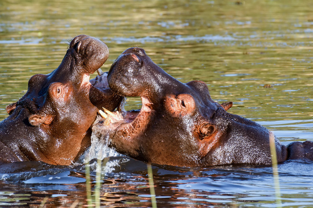 Due giovani combattenti ippopotamo maschio Ippopotamo
 - Foto, immagini