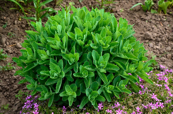 Orpine in early spring with green leaves only .Young shoots of orpine (Sedum telephium). Beautiful green plants. Nature background. - 写真・画像