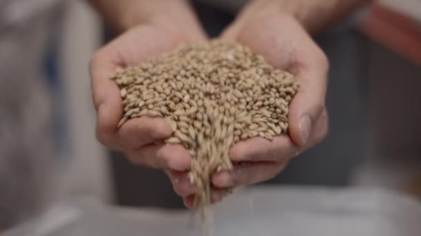 Malted Barley Pouring From Cupped Hands - close up shot - 4K Horizontal video - Záběry, video