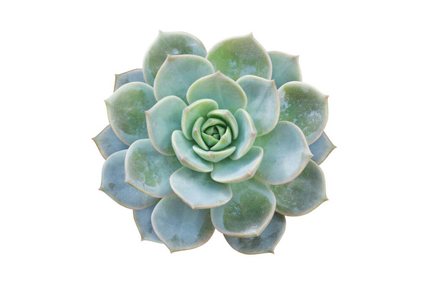 Top View of Echeveria Succulent Plant Isolated on White Background with Clipping Path - 写真・画像