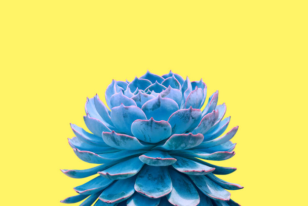 Echeveria Succulent Plant in Blue Tone Color on Yellow Background,  Creative Colorful Summer Concept - Фото, изображение