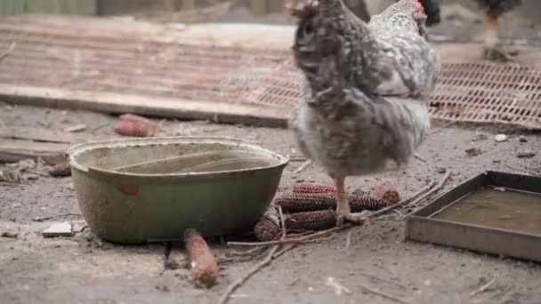 鶏は水供給装置の近くのパドックのカメラの前で走る。高品質4k映像 - 映像、動画