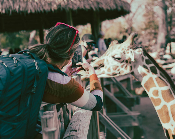 Vue arrière mère non identifiée avec sac à dos à l'aide d'un téléphone intelligent prenant des photos d'enfants nourrissant une feuille de laitue à une girafe au zoo du Texas du Nord, en Amérique. Élèves de maternelle en excursions scolaires. - Photo, image