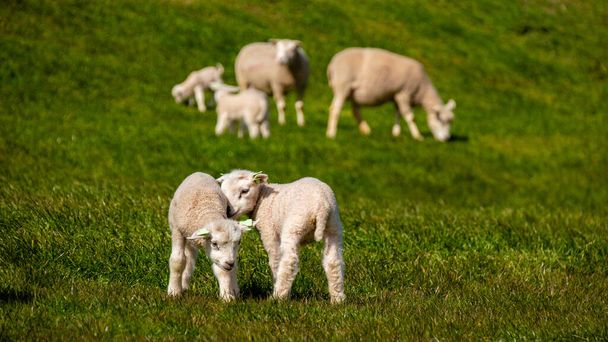 Agnelli e pecore sulla diga olandese presso il lago IJsselmeer, Viste primaverili, Paesi Bassi Pecore in un prato su erba verde. Paesi Bassi Noordoospolder - Foto, immagini