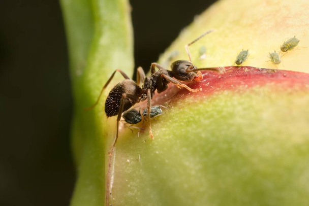 Küçük yaprak bitleri olan siyah bahçe karıncaları - Fotoğraf, Görsel
